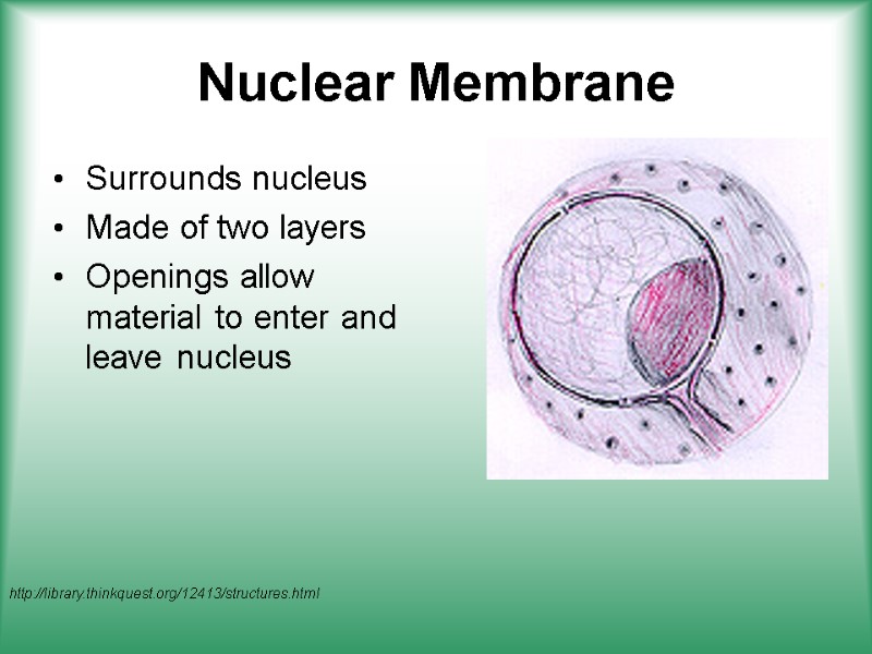 Nuclear Membrane Surrounds nucleus Made of two layers Openings allow material to enter and
